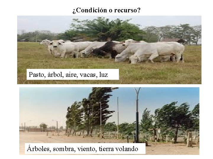 ¿Condición o recurso? Pasto, árbol, aire, vacas, luz Árboles, sombra, viento, tierra volando 