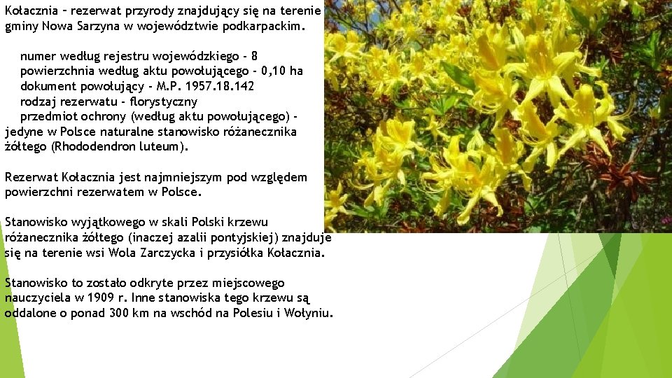 Kołacznia – rezerwat przyrody znajdujący się na terenie gminy Nowa Sarzyna w województwie podkarpackim.
