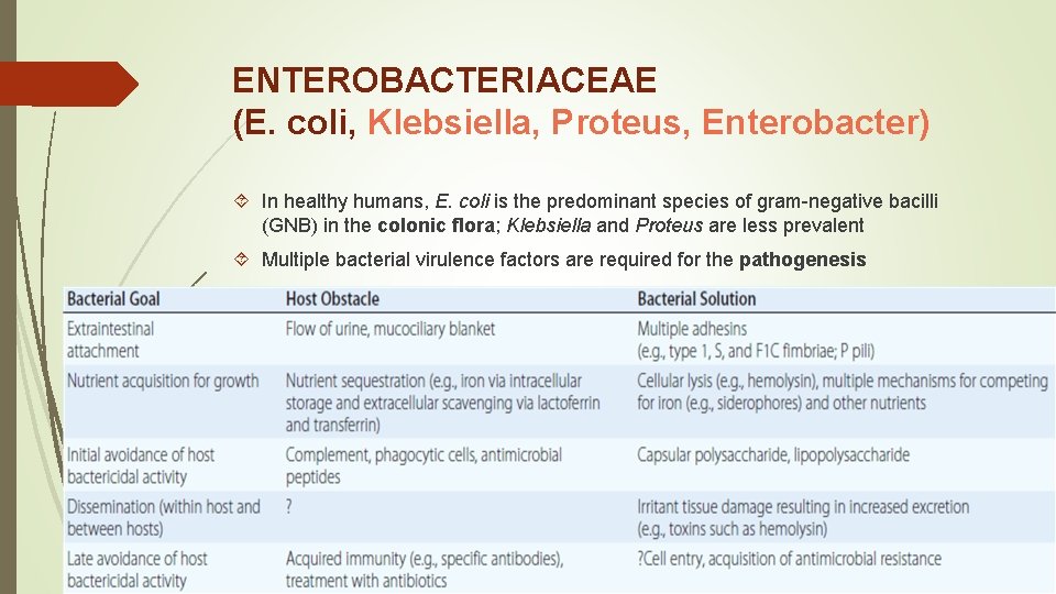 ENTEROBACTERIACEAE (E. coli, Klebsiella, Proteus, Enterobacter) In healthy humans, E. coli is the predominant