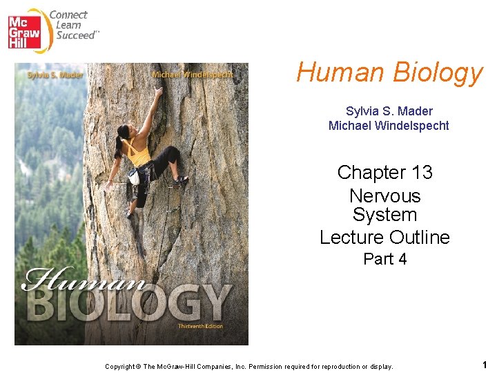 Human Biology Sylvia S. Mader Michael Windelspecht Chapter 13 Nervous System Lecture Outline Part