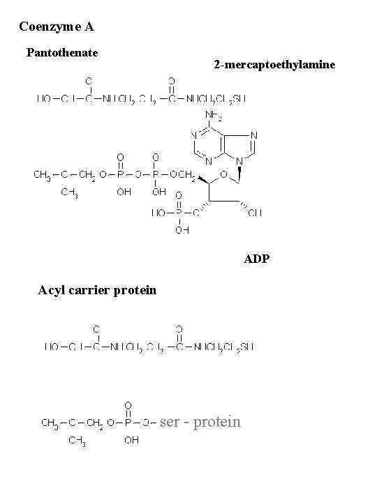 Coenzyme A Pantothenate 2 -mercaptoethylamine ADP Acyl carrier protein ser - protein 