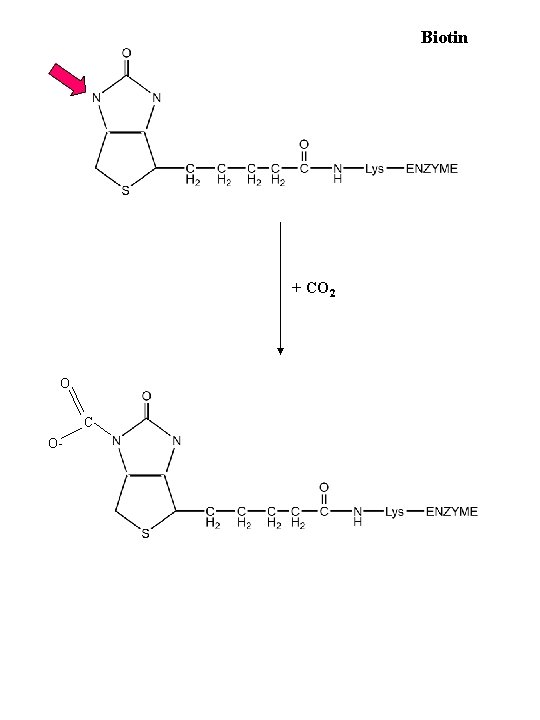 Biotin + CO 2 O C O- 