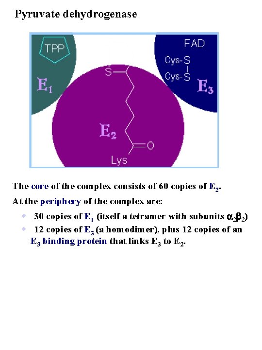 Pyruvate dehydrogenase The core of the complex consists of 60 copies of E 2.