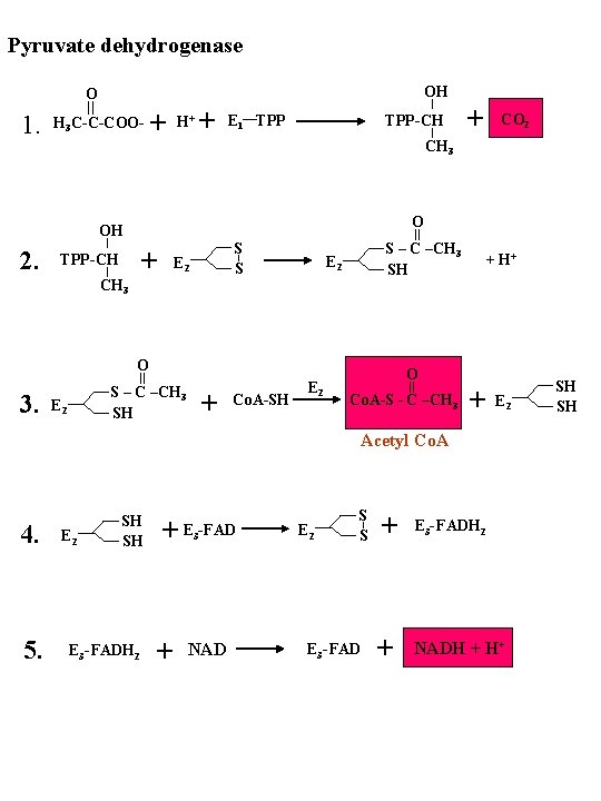 Pyruvate dehydrogenase OH O 1. H 3 C-C-COO- + H+ + E 1 TPP-CH