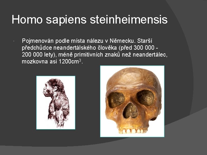 Homo sapiens steinheimensis Pojmenován podle místa nálezu v Německu. Starší předchůdce neandertálského člověka (před