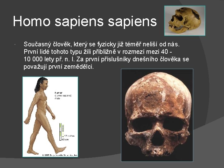 Homo sapiens Současný člověk, který se fyzicky již téměř neliší od nás. První lidé