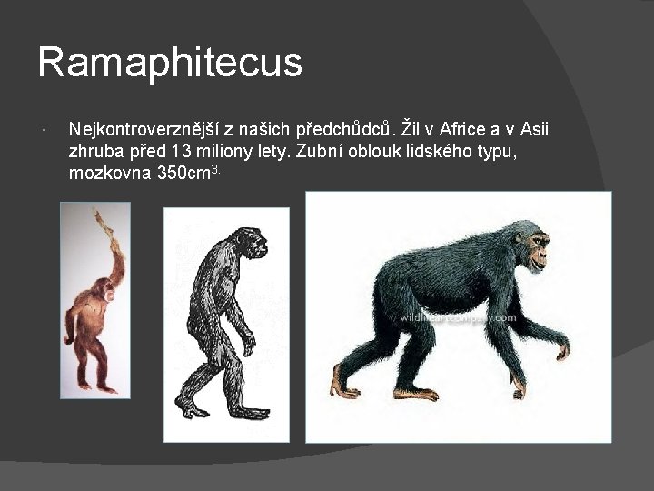 Ramaphitecus Nejkontroverznější z našich předchůdců. Žil v Africe a v Asii zhruba před 13