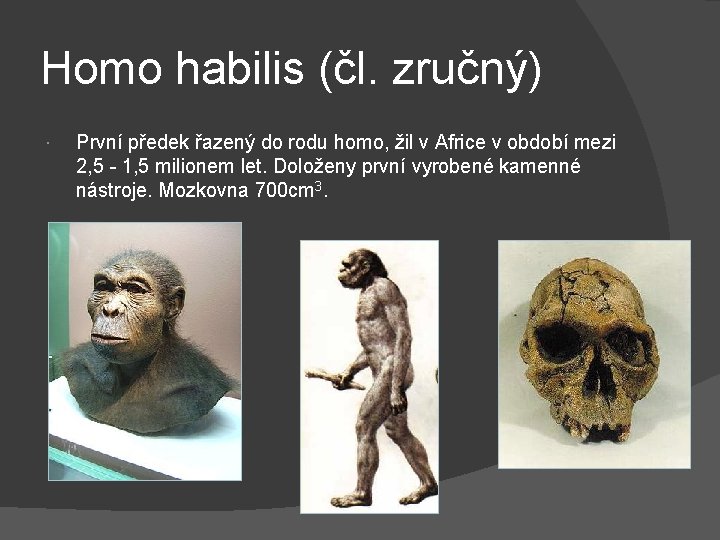 Homo habilis (čl. zručný) První předek řazený do rodu homo, žil v Africe v