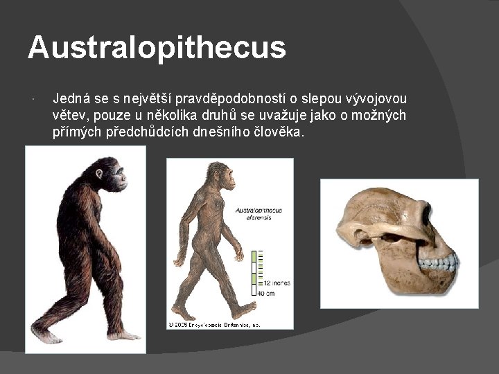 Australopithecus Jedná se s největší pravděpodobností o slepou vývojovou větev, pouze u několika druhů