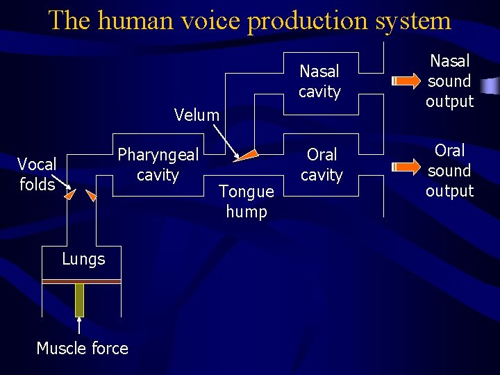 The human voice production system Nasal cavity Nasal sound output Oral cavity Oral sound