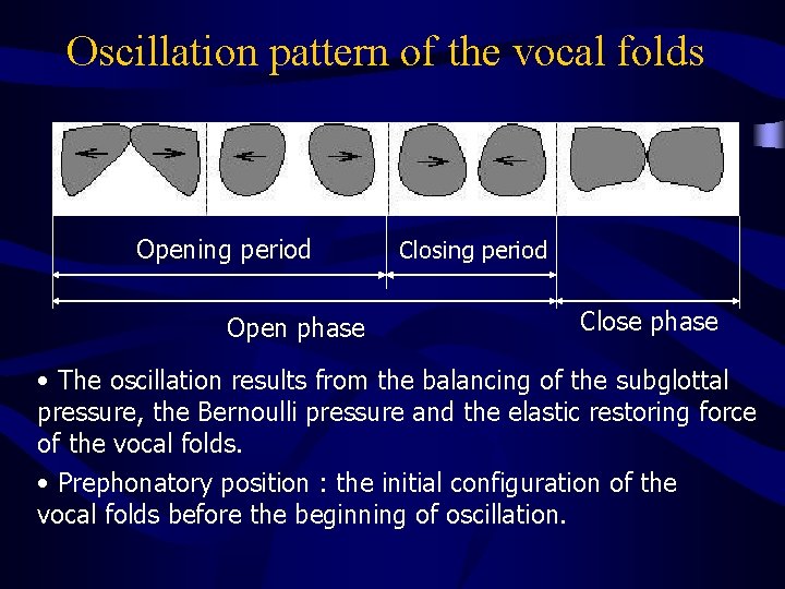 Oscillation pattern of the vocal folds Opening period Open phase Closing period Close phase