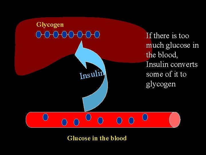 Glycogen n i l u s n I Glucose in the blood If there