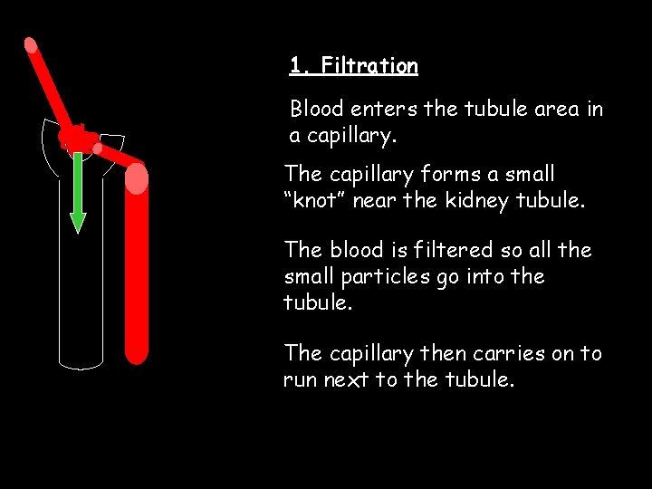1. Filtration Blood enters the tubule area in a capillary. The capillary forms a