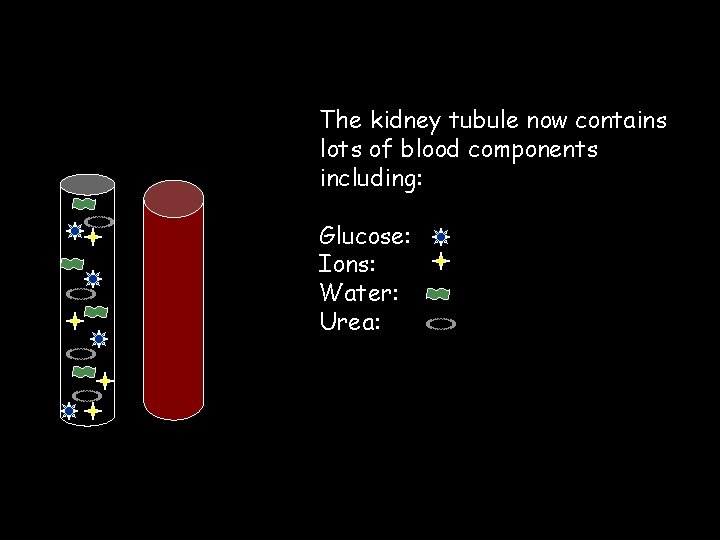 The kidney tubule now contains lots of blood components including: Glucose: Ions: Water: Urea: