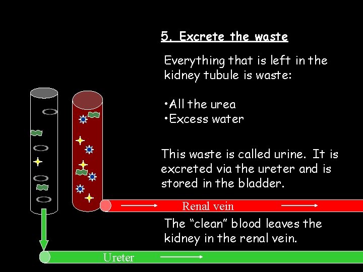 5. Excrete the waste Everything that is left in the kidney tubule is waste: