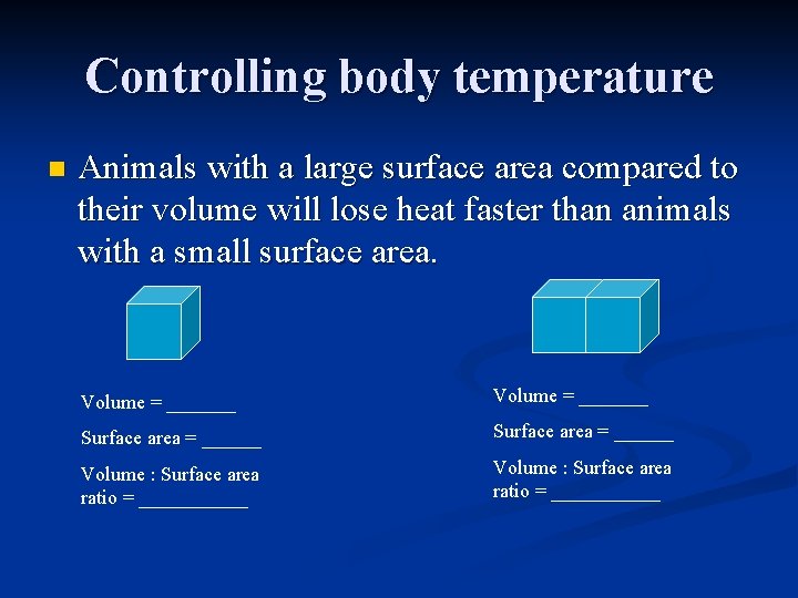 Controlling body temperature n Animals with a large surface area compared to their volume