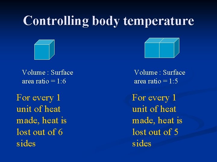 Controlling body temperature Volume : Surface area ratio = 1: 6 For every 1