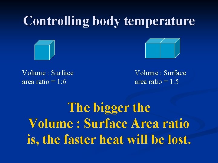 Controlling body temperature Volume : Surface area ratio = 1: 6 Volume : Surface