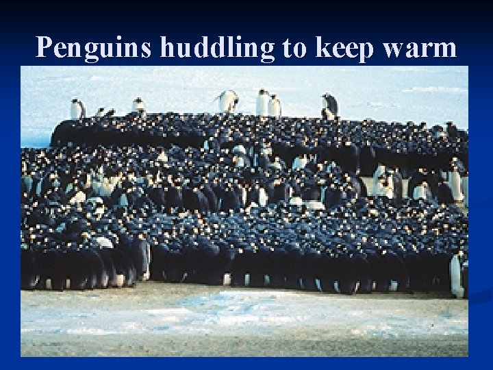 Penguins huddling to keep warm 