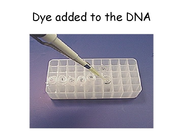 Dye added to the DNA 