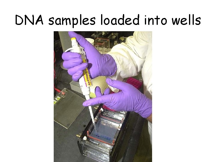 DNA samples loaded into wells 