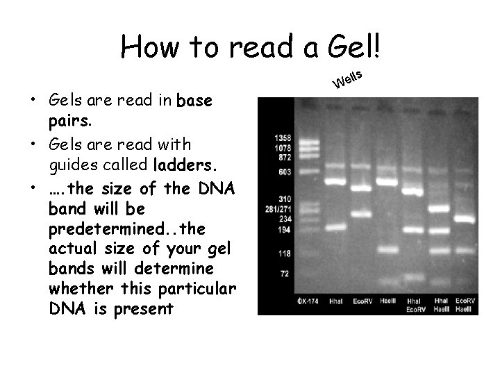 How to read a Gel! • Gels are read in base pairs. • Gels