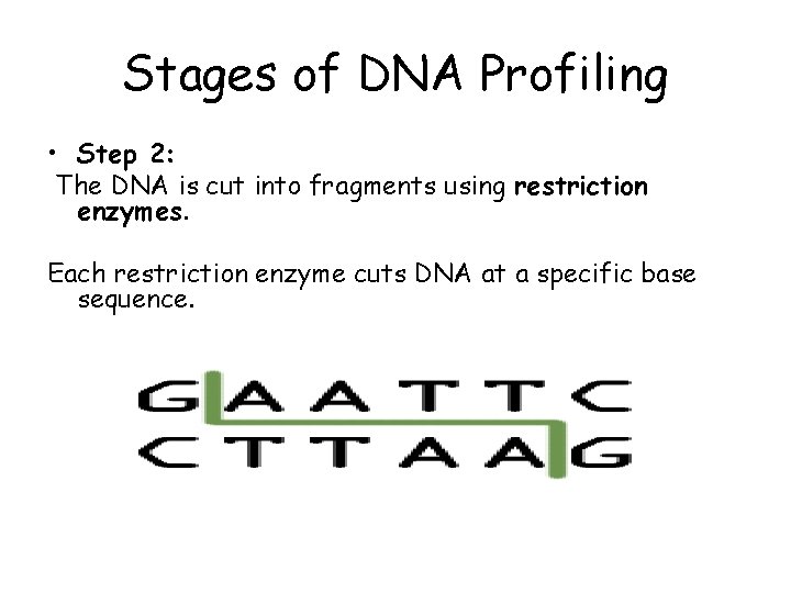 Stages of DNA Profiling • Step 2: The DNA is cut into fragments using