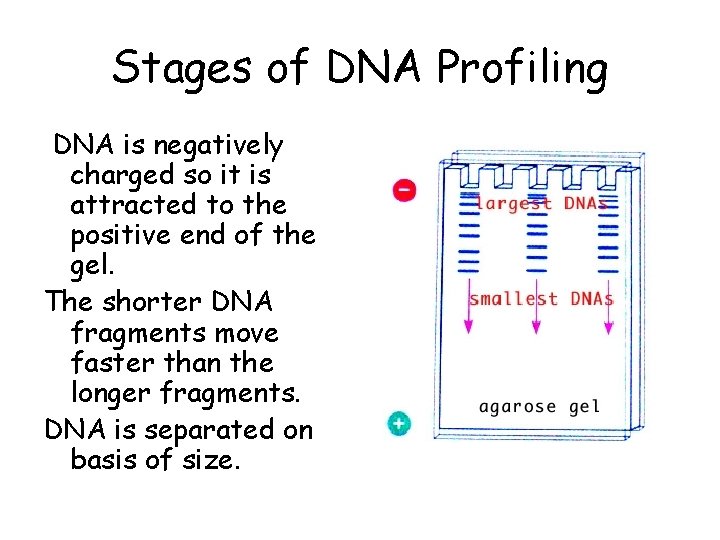 Stages of DNA Profiling DNA is negatively charged so it is attracted to the