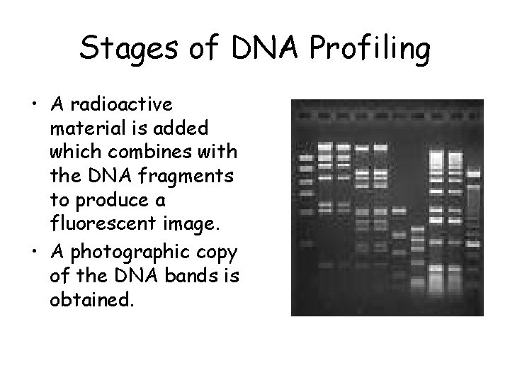 Stages of DNA Profiling • A radioactive material is added which combines with the