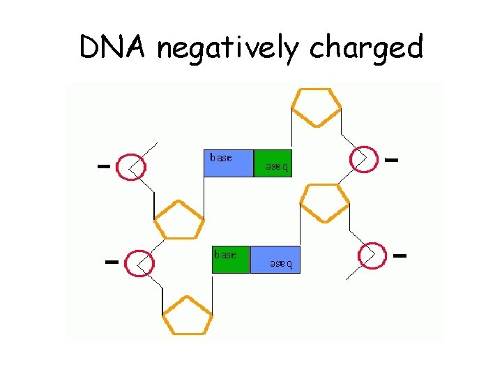 DNA negatively charged 