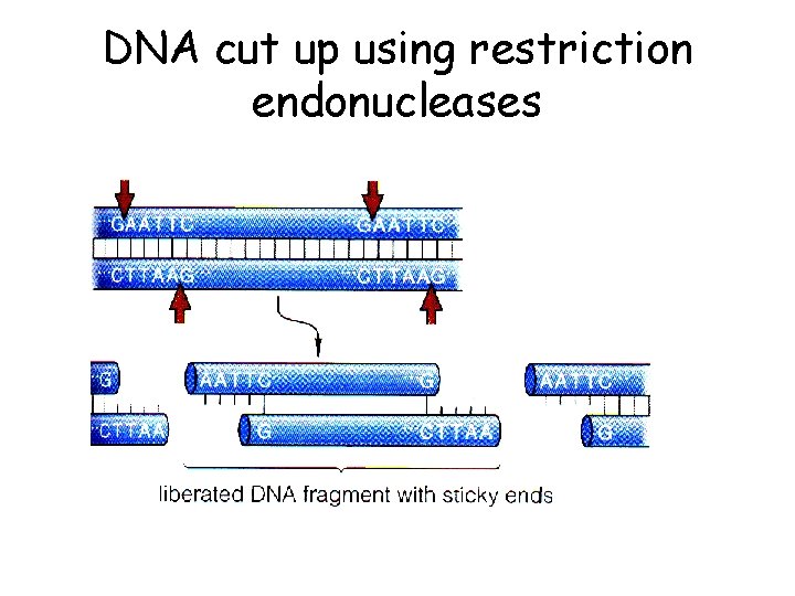 DNA cut up using restriction endonucleases 