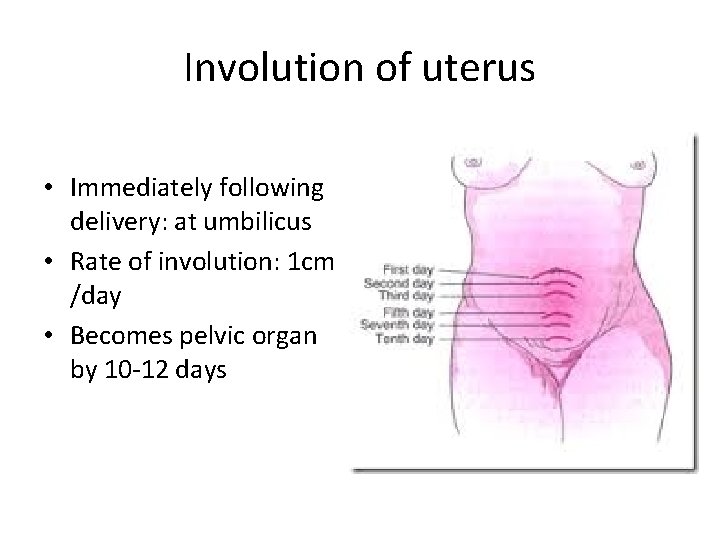 Involution of uterus • Immediately following delivery: at umbilicus • Rate of involution: 1