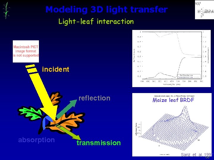 Modeling 3 D light transfer Light-leaf interaction incident reflection absorption Maize leaf BRDF transmission