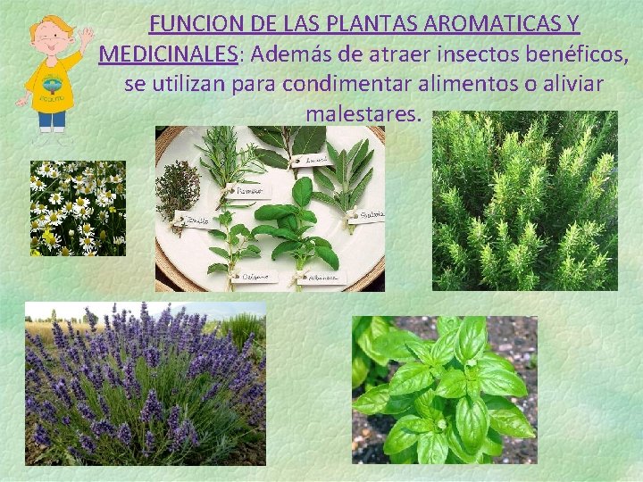 FUNCION DE LAS PLANTAS AROMATICAS Y MEDICINALES: Además de atraer insectos benéficos, se utilizan