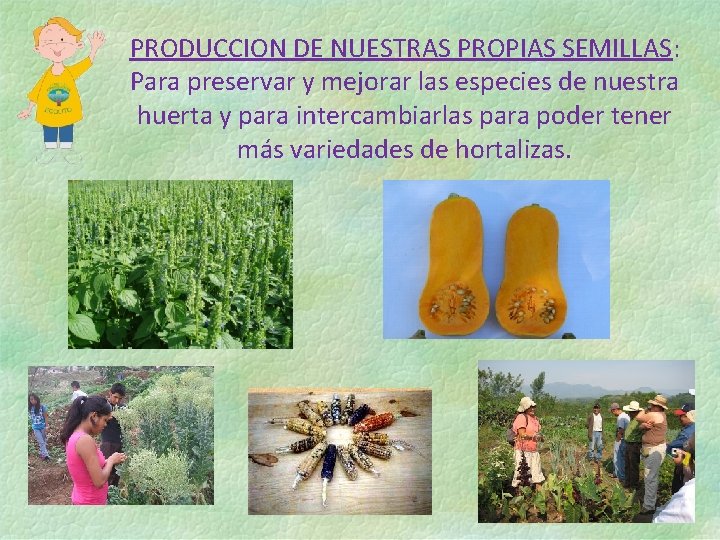 PRODUCCION DE NUESTRAS PROPIAS SEMILLAS: Para preservar y mejorar las especies de nuestra huerta