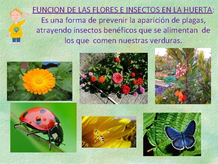 FUNCION DE LAS FLORES E INSECTOS EN LA HUERTA: Es una forma de prevenir