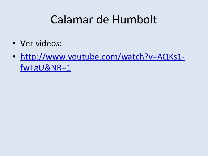 Calamar de Humbolt • Ver videos: • http: //www. youtube. com/watch? v=AQKs 1 fw.