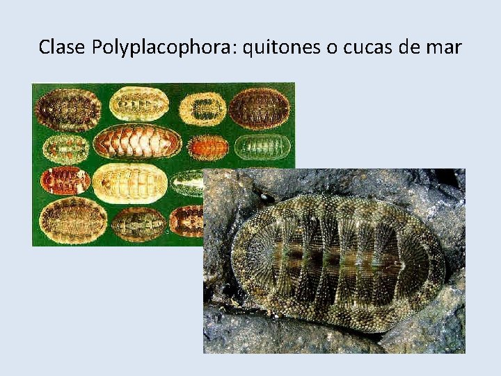 Clase Polyplacophora: quitones o cucas de mar 