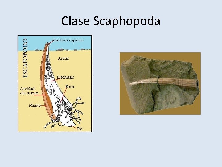 Clase Scaphopoda 