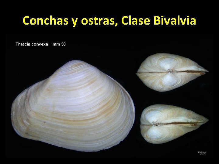 Conchas y ostras, Clase Bivalvia 