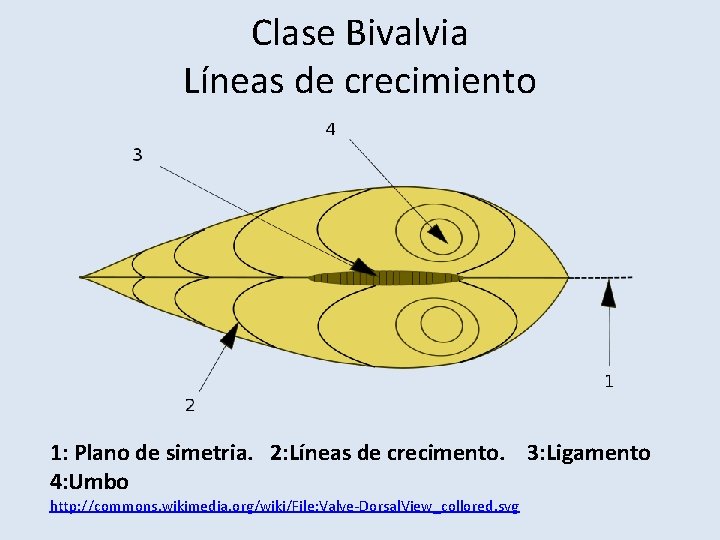 Clase Bivalvia Líneas de crecimiento 1: Plano de simetria. 2: Líneas de crecimento. 3: