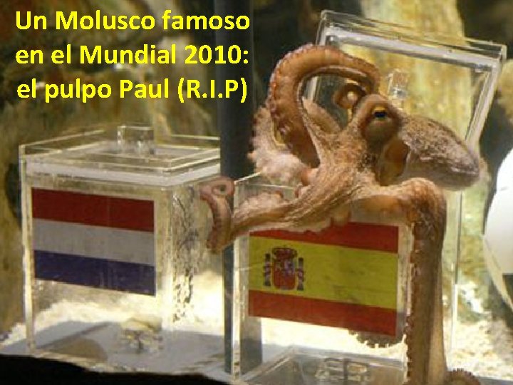 Un Molusco famoso en el Mundial 2010: el pulpo Paul (R. I. P) 