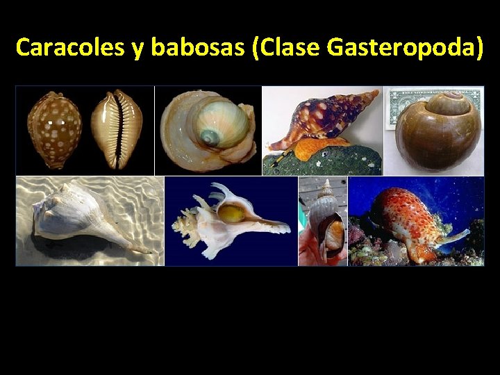 Caracoles y babosas (Clase Gasteropoda) 