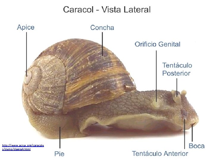 http: //www. acrux. org/caracole s/demo/diagra 4. html 