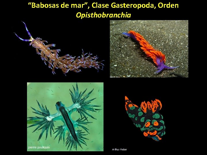“Babosas de mar”, Clase Gasteropoda, Orden Opisthobranchia 
