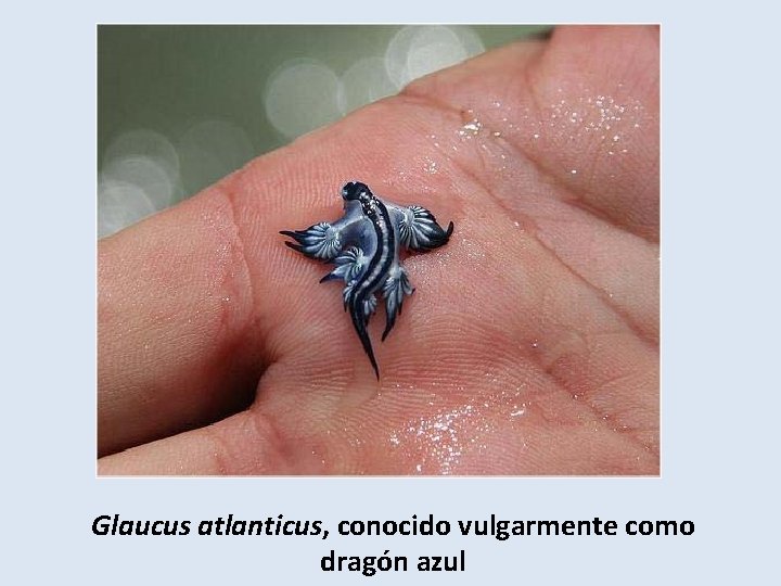Glaucus atlanticus, conocido vulgarmente como dragón azul 