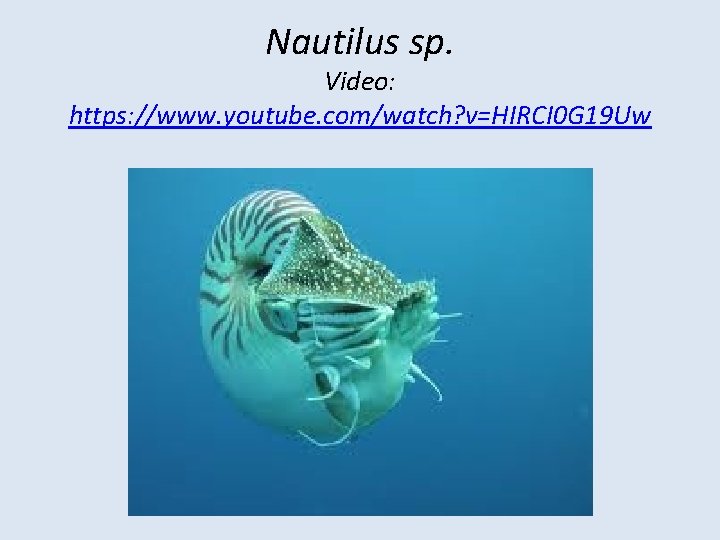 Nautilus sp. Video: https: //www. youtube. com/watch? v=HIRCI 0 G 19 Uw 