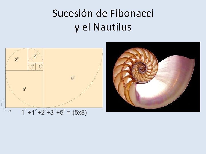 Sucesión de Fibonacci y el Nautilus 