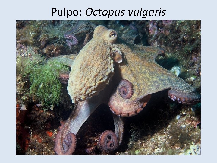 Pulpo: Octopus vulgaris 