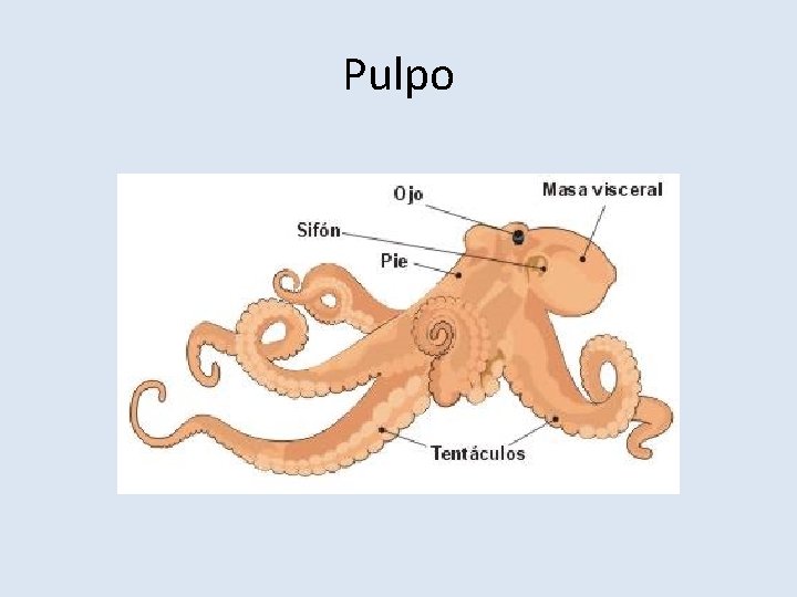 Pulpo 